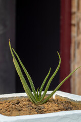 Aloe vera is a succulent plant species of the genus Aloe. . An evergreen perennial, it originates...