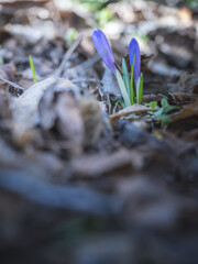 Spring saffron flowers