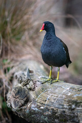 Une poule d'eau sur un tronc d'arbre mort
