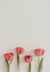 Spring flat lay with tulips on ivory background