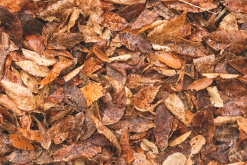 Wet autumn leaves background