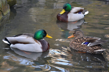  A pair of wild ducks mallard peacefully swim in a park pond . Close up photo outdoors. Free copy space.