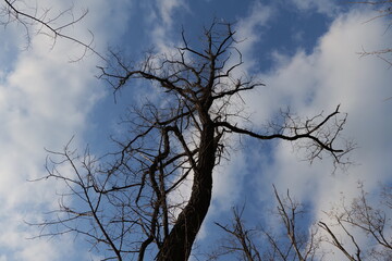 나무, sky, 네이처, blue, 가지, 나무, 겨울, 가지, 나무, 구름, 경관, 나무, 실루엣, 식물, 가을, 봄, cold, 구름, 계절