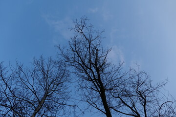 나무, sky, 네이처, blue, 가지, 나무, 가지, 겨울, 나무, 구름, 나무, 가을, 봄, 경관, 계절, 태양, 공원