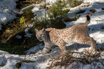 Luchs im Winter