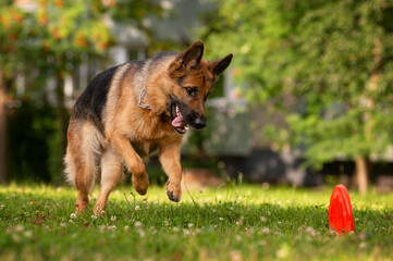 German shepherd dog trying to catch a frisbee disc