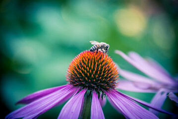 Echinacea with Bee