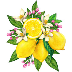 watercolor elegant lemon compositions