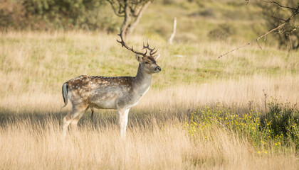 Naklejka na ściany i meble Side view of a beautiful male fallow deer during daytime in winter, Amsterdamse waterleidingduinen, Nederland