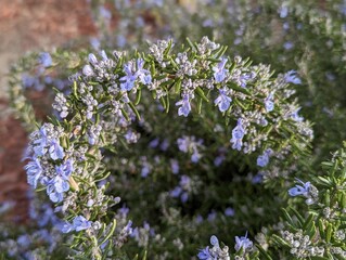 closeup of purple rosemary flowers, evergreen rosmarinus officinalis shrub 