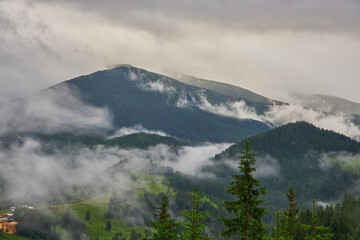 mountain meadow in morning light. countryside springtime landscape with valley in fog behind the forest on the grassy hill. fluffy clouds on a bright blue sky.