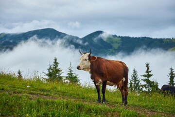 Cows graze in a meadow in the fog, Carpathian cows in Ukraine, mountain cows graze in the fog.