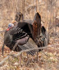 Turkey  in the field