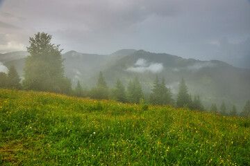 mountain meadow in morning light. countryside springtime landscape with valley in fog behind the...