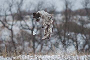 english springer spaniel portrait in the winter . dog outdoors in the snow	
