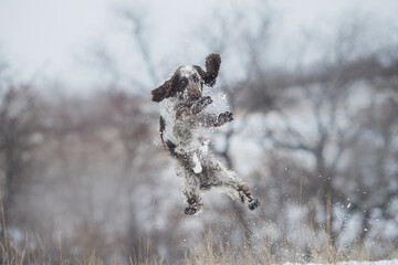 english springer spaniel portrait in the winter . dog outdoors in the snow	
