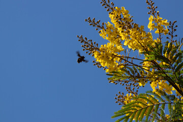 Manganga insecto