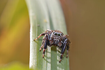 Jumping spiders doesn 't build webs, it jumps and attracts its pray.