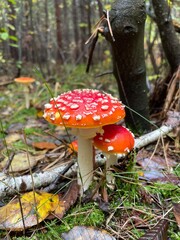 fly agaric mushroom