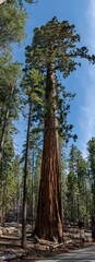 Giant Sequoia in Mariposa, Yosemite NP