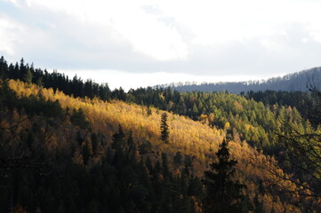 Jesienny las mieszany w górach