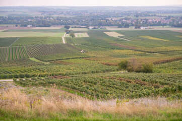 Fototapeta na wymiar View of a vineyard with lots of vine plants landscape during harvest season in september, mainz zornheim, germany