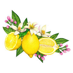 watercolor elegant lemon compositions