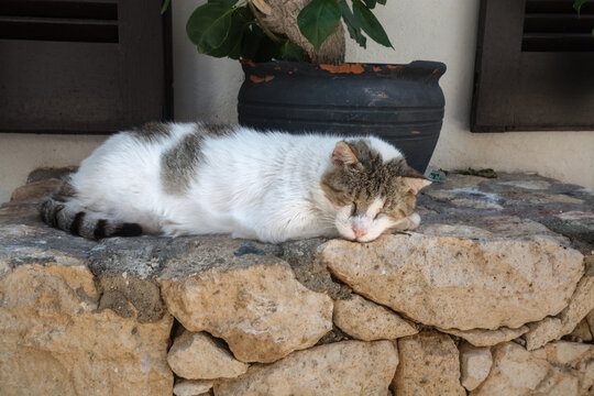 Sleeping cat on the street