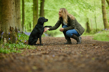 Mature Woman With Loving Black Labrador Dog On Spring Walk Through Bluebells In Countryside