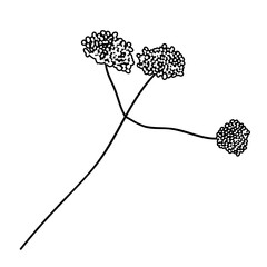 Outline Flower. Floral Illustration. Hand drawn continuous line wild elegant herb. Modern botanical rustic greenery.