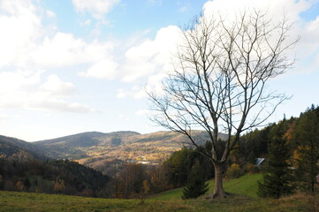 Fototapeta na wymiar Drzewo bez liści w górach na tle doliny
