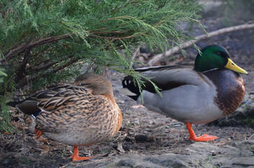 Two wild ducks mallard (male and female) standing under the juniper shrubs . closeup photo outdoors.