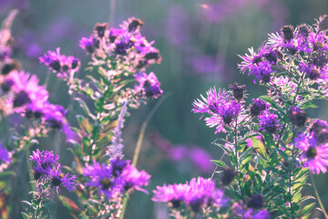 Autumn wild astra purple flowers on a meadow in the rays of the golden hour sun. Seasonal romantic artistic vintage autumn field landscape wildlife background with morning sunlight