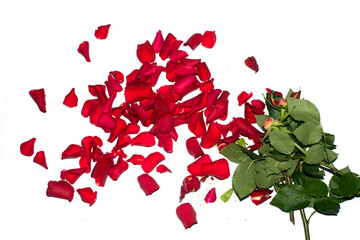 Beautiful Red Rose Flower Petals on A White Background