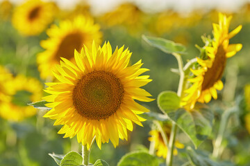Obraz premium Sunflowers on a market and a little bumblebee. Selective focus