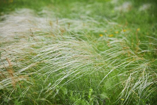 Stipa capillata as known as feather, needle, spear grass in steppe. Listed in red book of Ukraine.