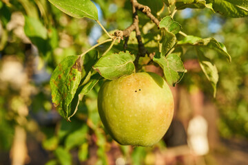 apples on a branch ready to be harvested, outdoors, selective focus