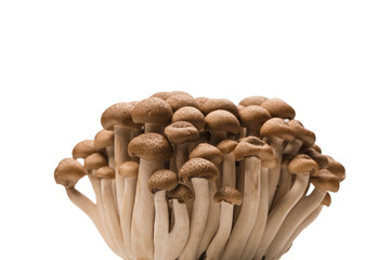 Raw beech mushrooms isolated on white background.