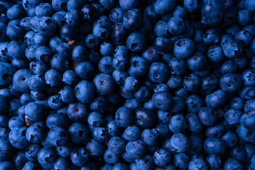 Fresh blueberry background. Texture blueberry berries close up.