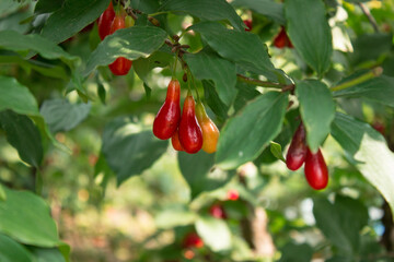 Red ripe dogwoods Cornus fruits on a fruit tree  on a branch in a garden on a blurred background of...