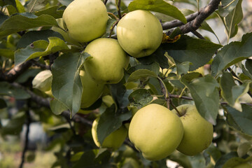 Golden Delicious Apples on a tree in a garden on a blurred background of greenery. Eco-friendly natural products. Shallow depth of field. Close up macro