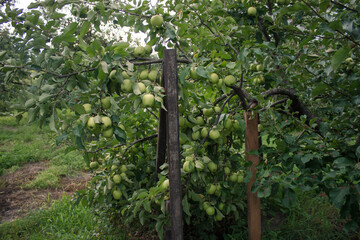 Golden Delicious Apple. Many green apples on a tree in a garden on a blurred background of greenery. Eco-friendly natural products, rich fruit harvest