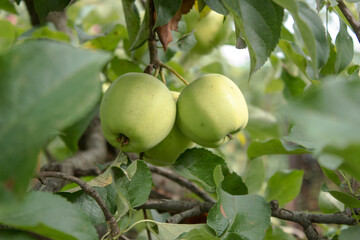 Golden Delicious Apple. Fresh juicy apple on a tree in a garden on a blurred background. Eco products, rich fruit harvest. Empty space for your text. Shallow depth of field. Close up macro