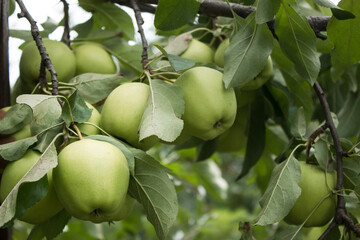 Golden Delicious Apple. Fresh juicy apple on a tree in a garden on a blurred background of greenery. Eco-friendly products, rich harvest. Close up