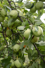 Golden Delicious Apple. Fresh juicy apple in a garden on a blurred background of greenery. Eco-friendly natural products, Shallow depth of field. Closeup macro