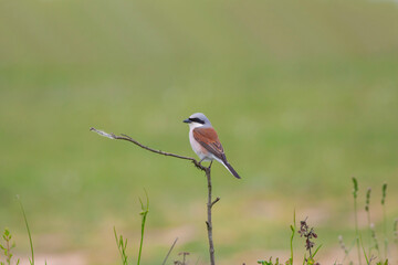 bird looking around  in woodland, Red-backed Shrike, Lanius collurio