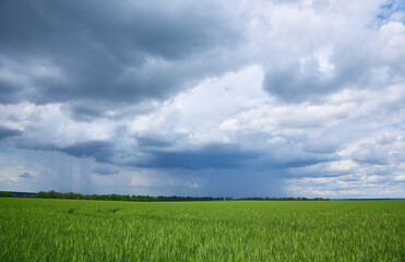 fields of Ukraine, grains sky, green grass