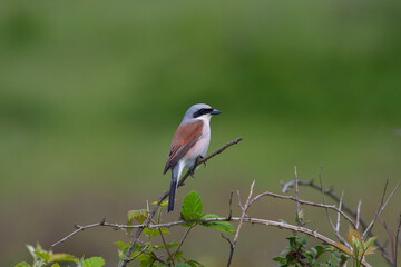 bird looking around  in woodland, Red-backed Shrike, Lanius collurio