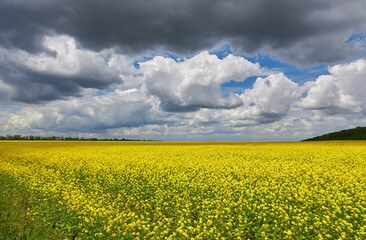 Fototapeta premium breathtaking view of rapeseed flowers growing in the field under a cloudy and sunny blue sky