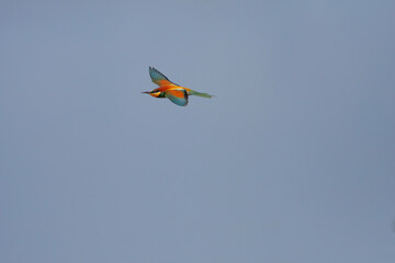 birds on the air, European Bee-eater, Merops apiaster